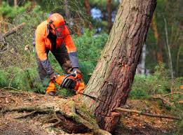 Best Seasonal Cleanup  in New Vienna, OH